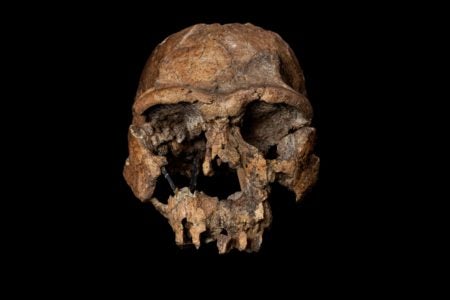 The remains of a Homo erectus skull. From Almost Human by Lee Berger