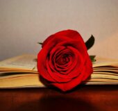 Book with rose